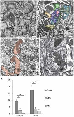 Synaptic Spinules in the Olfactory Circuit of Drosophila melanogaster